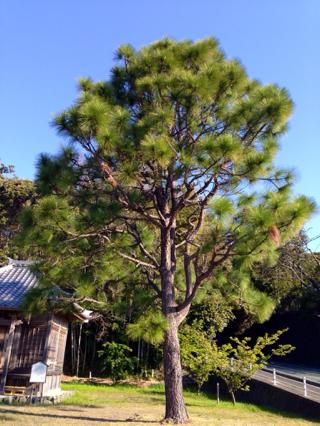 神社の松の木