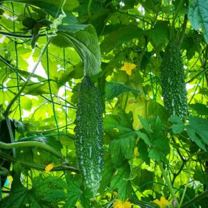 只（タダ）より高い物はない？