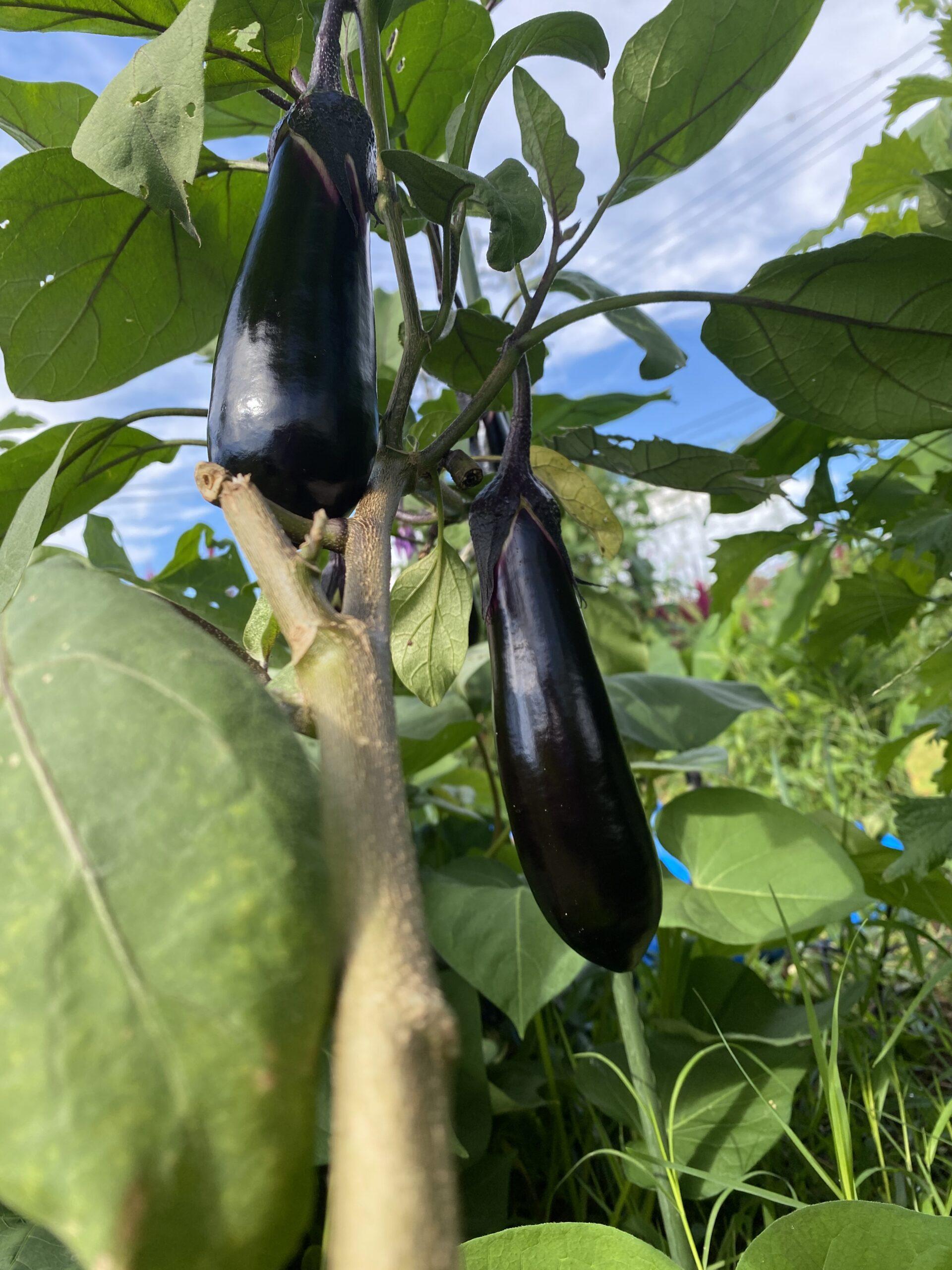 タンタンたぬきの？