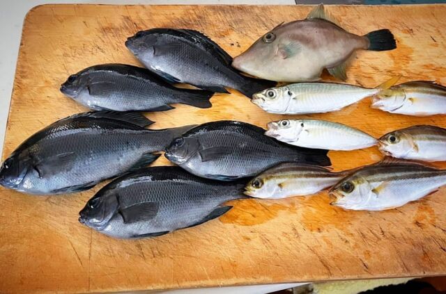 お目当てのアジさんは２匹しか釣れなかったのですが、🐟🐟メジナとカワハギが釣れました😅💦#自給自足を目指して #浜松市#ヒーリングサロン #リラクゼーションサロン #リラクゼーションマッサージ